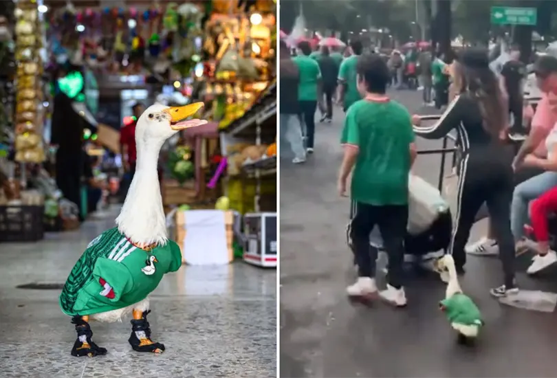 Pato se hace viral Pato se hace viral