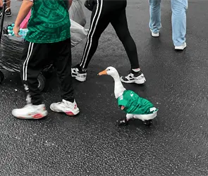&iquest;Qui&eacute;nes son los due&ntilde;os del pato Merl&iacute;n y por qu&eacute; se hizo popular en todo el mundo?