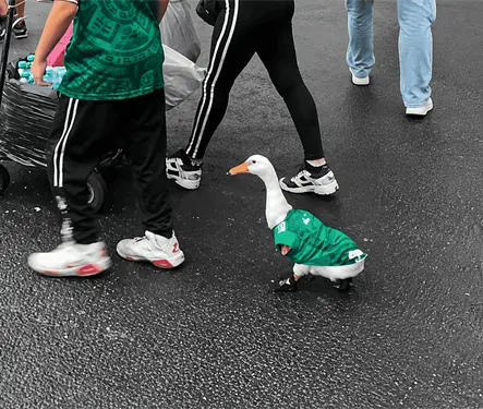 &iquest;Qui&eacute;nes son los due&ntilde;os del pato Merl&iacute;n y por qu&eacute; se hizo popular en todo el mundo?