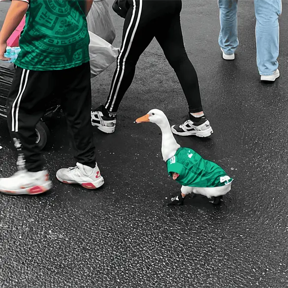 ¿Quiénes son los dueños del pato Merlín y por qué se hizo popular en todo el mundo?