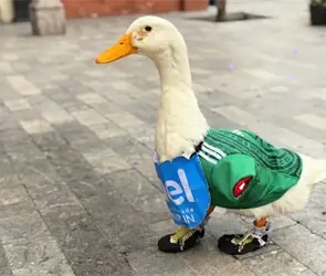 Merl&iacute;n, el pato viral, es nombrado embajador de la FIFA en M&eacute;xico