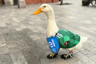 Merlín, el pato viral, es nombrado embajador de la FIFA en México Merlín, el pato viral, es nombrado embajador de la FIFA en México