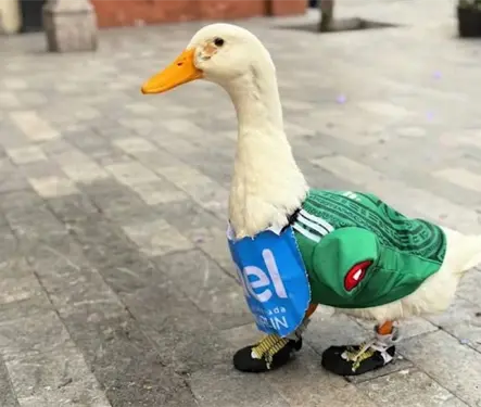 Merl&iacute;n, el pato viral, es nombrado embajador de la FIFA en M&eacute;xico