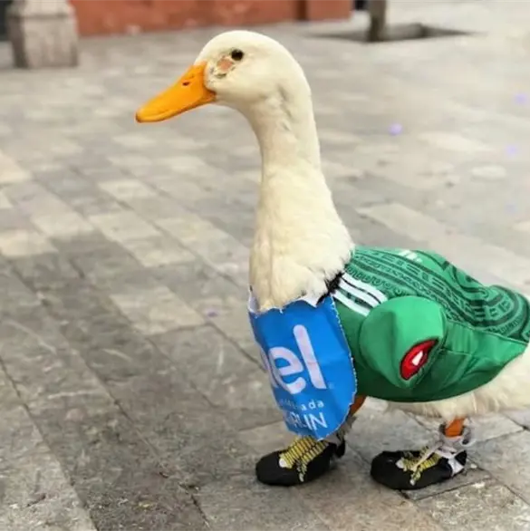 Merl&iacute;n, el pato viral, es nombrado embajador de la FIFA en M&eacute;xico