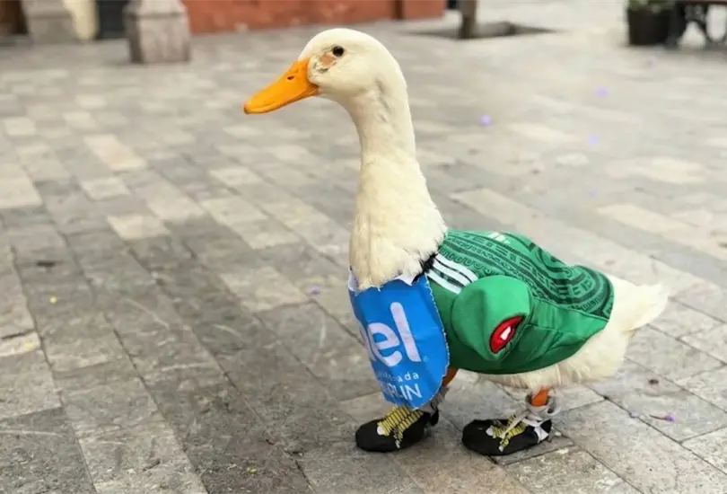 Pato Merlín Pato Merlín