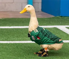 Familia del pato Merl&iacute;n registrar&aacute; a su mascota para evitar que marcas usen su imagen