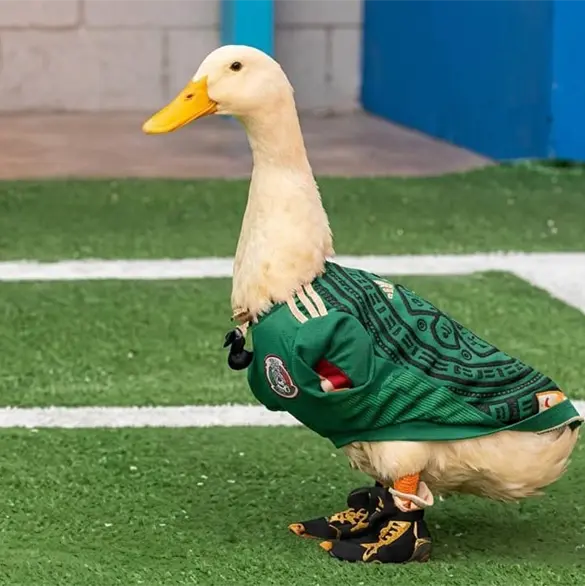 Familia del pato Merl&iacute;n registrar&aacute; a su mascota para evitar que marcas usen su imagen