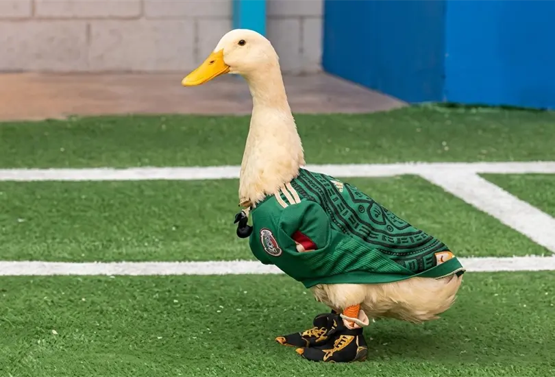 Pato Merlín Pato Merlín