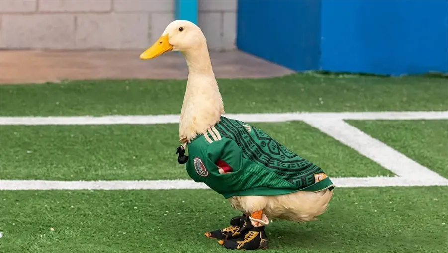 Familia del pato Merl&iacute;n registrar&aacute; a su mascota para evitar que marcas usen su imagen