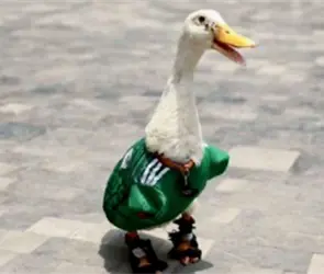 FIFA convierte al pato Merl&iacute;n en embajador oficial del Mundial 2026; usuarios exigen regal&iacute;as para su familia