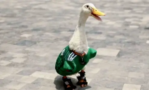 FIFA convierte al pato Merl&iacute;n en embajador oficial del Mundial 2026; usuarios exigen regal&iacute;as para su familia