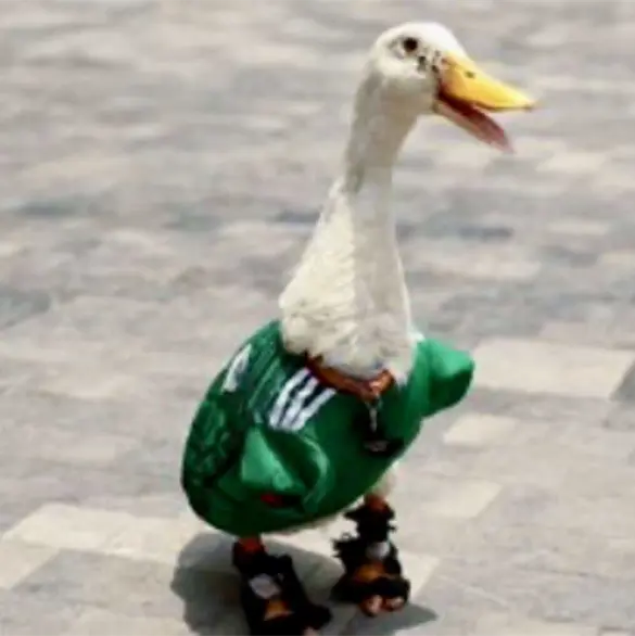 FIFA convierte al pato Merlín en embajador oficial del Mundial 2026; usuarios exigen regalías para su familia FIFA convierte al pato Merlín en embajador oficial del Mundial 2026; usuarios exigen regalías para su familia