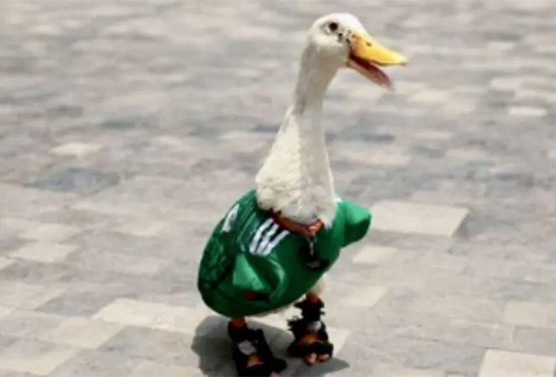 FIFA convierte al pato Merl&iacute;n en embajador oficial del Mundial 2026; usuarios exigen regal&iacute;as para su familia