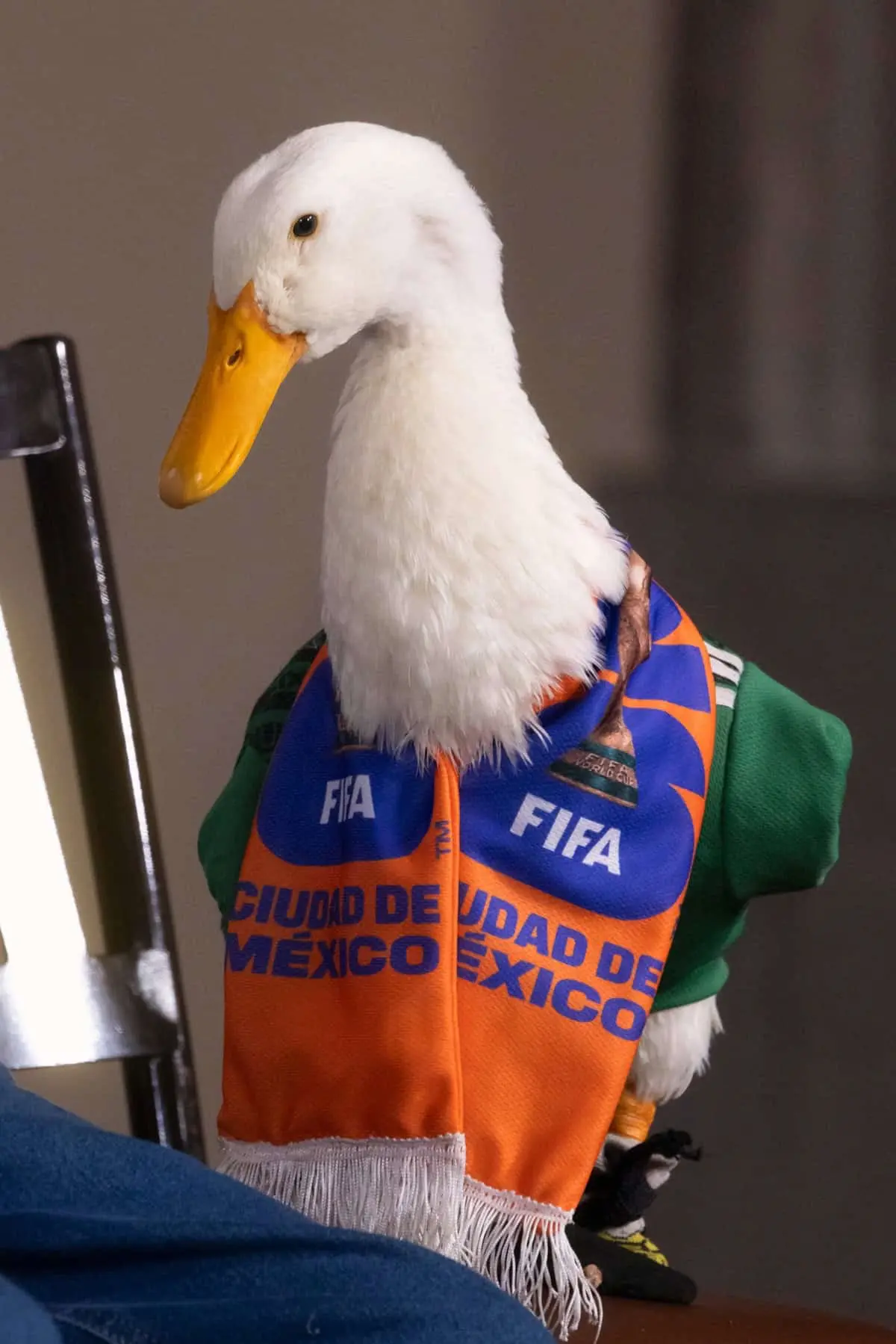 El pato Merlín en la mañanera. Presidencia.