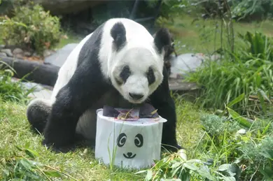 As&iacute; se celebrar&aacute; el cumplea&ntilde;os 36 de Xin Xin en el Zool&oacute;gico de Chapultepec