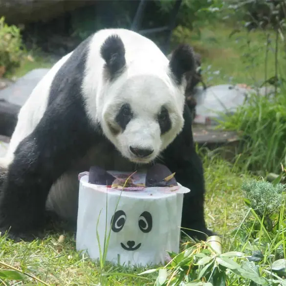 Así se celebrará el cumpleaños 36 de Xin Xin en el Zoológico de Chapultepec Así se celebrará el cumpleaños 36 de Xin Xin en el Zoológico de Chapultepec