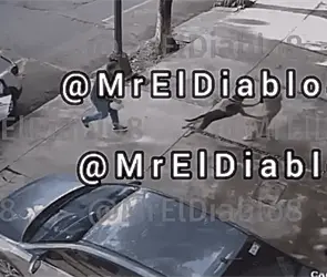Perro ataca a mujer en la colonia Del Valle; due&ntilde;os la culpan, la intimidan y huyen sin ayudarla | VIDEO