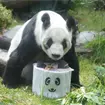 As&iacute; se celebrar&aacute; el cumplea&ntilde;os 36 de Xin Xin en el Zool&oacute;gico de Chapultepec