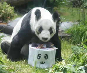 As&iacute; se celebrar&aacute; el cumplea&ntilde;os 36 de Xin Xin en el Zool&oacute;gico de Chapultepec