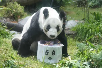 As&iacute; se celebrar&aacute; el cumplea&ntilde;os 36 de Xin Xin en el Zool&oacute;gico de Chapultepec