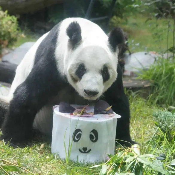 Así se celebrará el cumpleaños 36 de Xin Xin en el Zoológico de Chapultepec