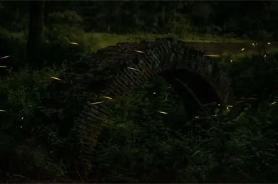 Habr&aacute; recorridos nocturnos para ver luci&eacute;rnagas en Los Dinamos en la Magdalena Contreras