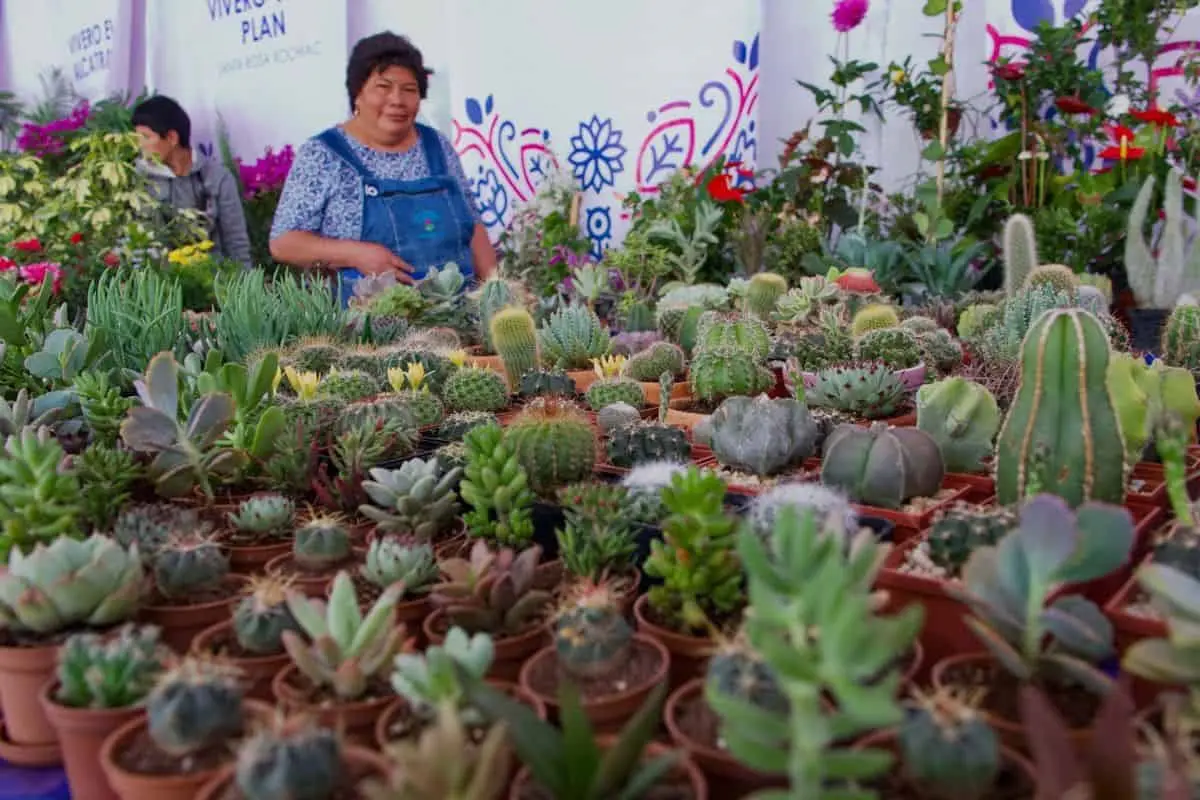 La edición número 169 de la Feria de las Flores se realizará del sábado 11 al domingo 19 de julio de 2026, con actividades diarias de 09:00 a 23:00 horas. Cuartoscuro.