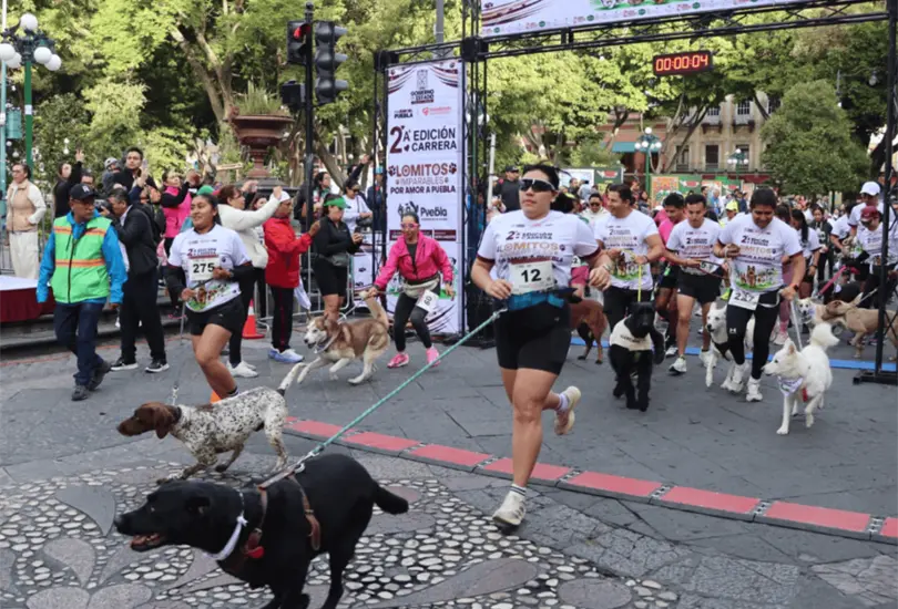 Uno de los principales atractivos de la jornada fue la instalación de diversos módulos de atención gratuita enfocados en la salud y protección de las mascotas. Uno de los principales atractivos de la jornada fue la instalación de diversos módulos de atención gratuita enfocados en la salud y protección de las mascotas.