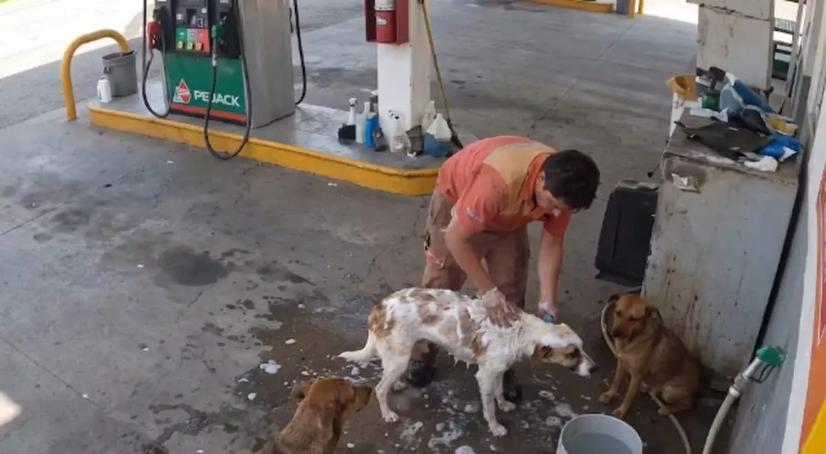  Un video de un trabajador bañando a perros callejeros durante su descanso terminó en despido y generó indignación en redes. 