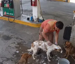 Despiden a trabajador de gasolinera por ba&ntilde;ar a perritos callejeros en su hora de descanso