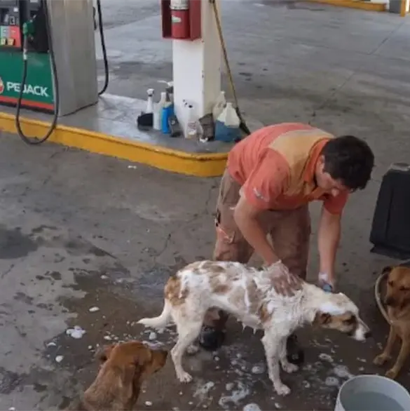 Despiden a trabajador de gasolinera por ba&ntilde;ar a perritos callejeros en su hora de descanso