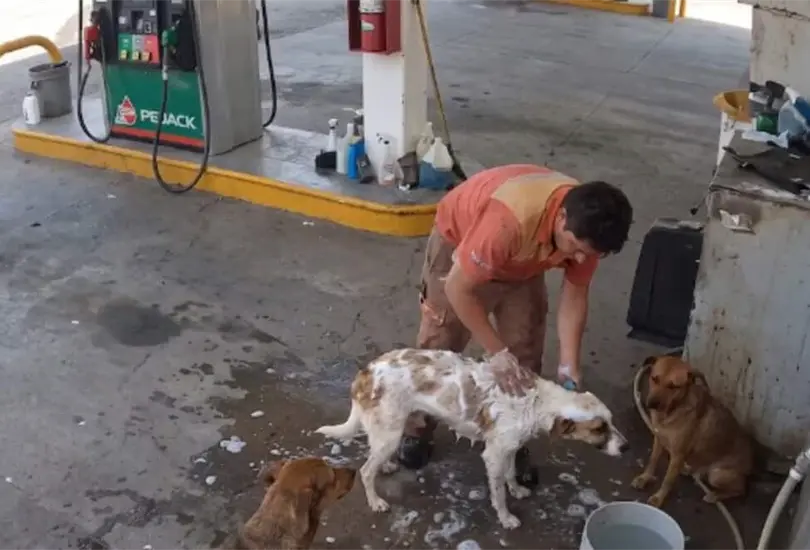 Un video de un trabajador ba&ntilde;ando a perros callejeros durante su descanso termin&oacute; en despido y gener&oacute; indignaci&oacute;n en redes.
