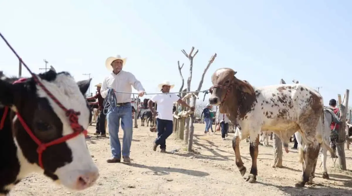  Sheinbaum informó que Estados Unidos reanudará la importación de ganado mexicano a finales de agosto 