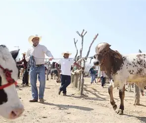 EE.UU. reabre la importaci&oacute;n de ganado mexicano: cu&aacute;ndo inicia y qu&eacute; estados ser&aacute;n los primeros
