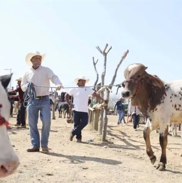 EE.UU. reabre la importaci&oacute;n de ganado mexicano: cu&aacute;ndo inicia y qu&eacute; estados ser&aacute;n los primeros