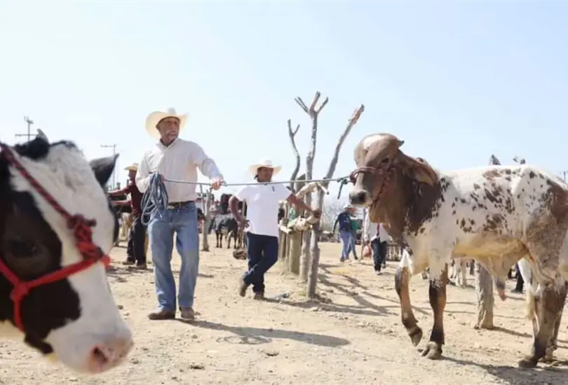 Sheinbaum informó que Estados Unidos reanudará la importación de ganado mexicano a finales de agosto Sheinbaum informó que Estados Unidos reanudará la importación de ganado mexicano a finales de agosto