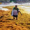 Sargazo en Canc&uacute;n y Tulum: lista de lo que puede fabricarse tras su recolecci&oacute;n
