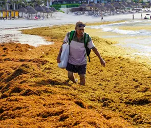 Sargazo en Canc&uacute;n y Tulum: lista de lo que puede fabricarse tras su recolecci&oacute;n