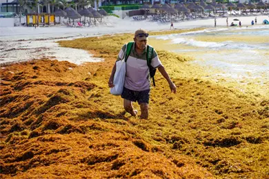 Sargazo en Cancún y Tulum: lista de lo que puede fabricarse tras su recolección Sargazo en Cancún y Tulum: lista de lo que puede fabricarse tras su recolección