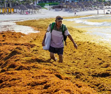 Sargazo en Canc&uacute;n y Tulum: lista de lo que puede fabricarse tras su recolecci&oacute;n