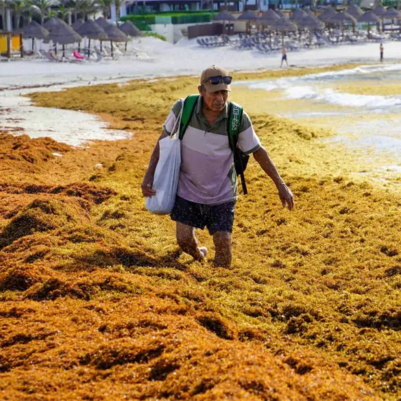 Sargazo en Cancún y Tulum: lista de lo que puede fabricarse tras su recolección