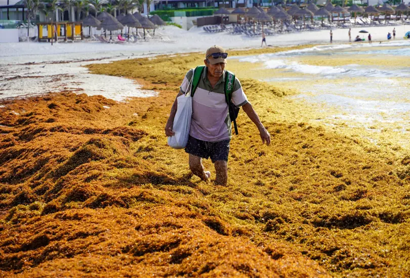 ¿Qué hacen con el sargazo de Cancún y Tulum? Estos son los productos que ya se desarrollan. ¿Qué hacen con el sargazo de Cancún y Tulum? Estos son los productos que ya se desarrollan.