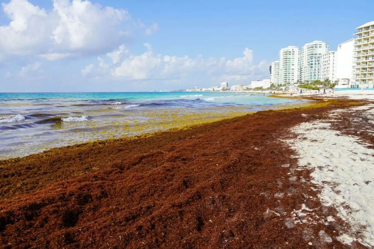 Del biogás a los ladrillos: esto puede fabricarse con el sargazo que llega a Cancún y Tulum. Cuartoscuro.