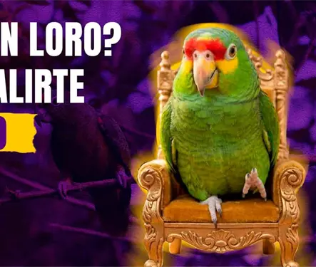 Tener un perico o loro como mascota podr&iacute;a costarte hasta 600 mil pesos y a&ntilde;os de prisi&oacute;n