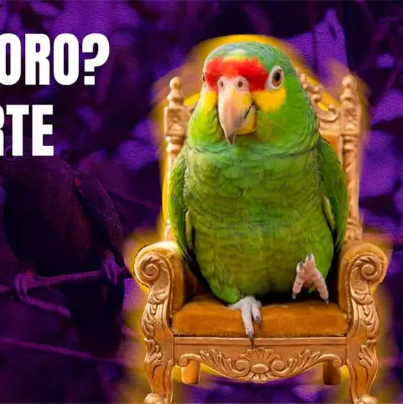 Tener un perico o loro como mascota podr&iacute;a costarte hasta 600 mil pesos y a&ntilde;os de prisi&oacute;n