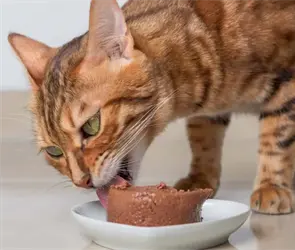 Profeco revela cu&aacute;les son los mejores sobres de alimento para gatitos: estas son las 5 marcas con m&aacute;s prote&iacute;na