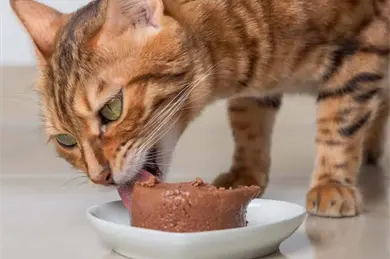 Profeco revela cuáles son los mejores sobres de alimento para gatitos: estas son las 5 marcas con más proteína Profeco revela cuáles son los mejores sobres de alimento para gatitos: estas son las 5 marcas con más proteína