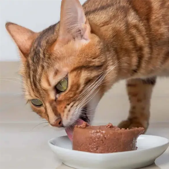 Profeco revela cuáles son los mejores sobres de alimento para gatitos: estas son las 5 marcas con más proteína Profeco revela cuáles son los mejores sobres de alimento para gatitos: estas son las 5 marcas con más proteína
