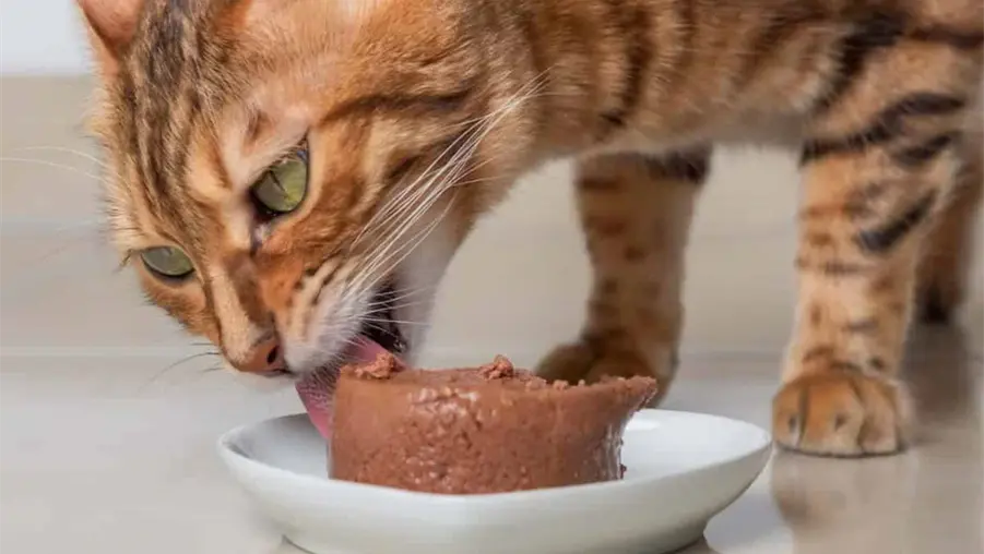 Profeco revela cu&aacute;les son los mejores sobres de alimento para gatitos: estas son las 5 marcas con m&aacute;s prote&iacute;na