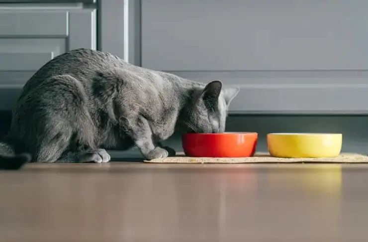 El estudio de Profeco analizó proteína, grasa, humedad y otros aspectos de los alimentos para gatitos. Especial